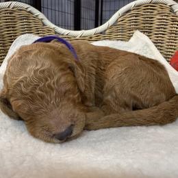 Boy 2 - male Goldendoodle puppy in Clermont, Florida from Da Ruba Doodles