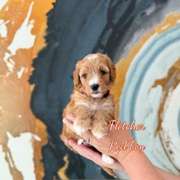 Fletcher - Red  male Goldendoodle puppy in Orangevale, California from Ugly Dad Doodles