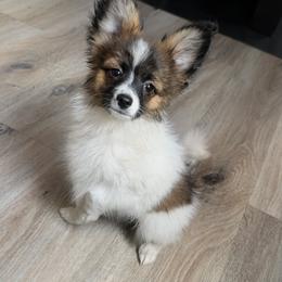 Nyxon - White and sable male Papillon puppy in Dorset, Ohio from Classy Country Papillons