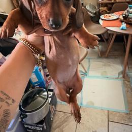 Brownie - Red female Dachshund puppy in Yuba City, California from The Navarro Furbabies