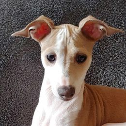 Italian Greyhound Puppies from Alura Italian Greyhounds