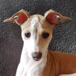 Italian Greyhound Puppies from Alura Italian Greyhounds