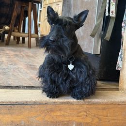 Daphne - Scottish Terrier