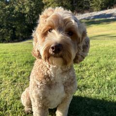 Francee - Australian Labradoodle