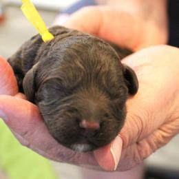 Orange collar Navajo - Chocolate male Australian Labradoodle puppy in Provo, Utah from EllsWORTH Labradoodles LLC