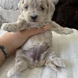 Honey - Apricot female Maltipoo puppy in Fredericktown, Missouri from Doodle Pups Fur-Ever