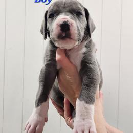 Navy Collar Boy - Blue and white male Great Dane puppy in Longview, Texas from Lazy A Danes