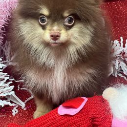 Cinnamon - Chocolate Pomeranian puppy in Brentwood, California from Royalpawpoms