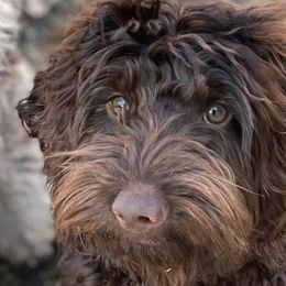 Goldendoodles and Labradoodles from Mi Best Doodle Ever, LLC