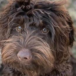 Goldendoodles and Labradoodles from Mi Best Doodle Ever, LLC