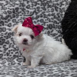 Snow White - White and lemon female Morkie puppy in Eureka, California from Bratpack Babydolls