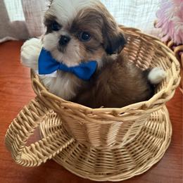 DAPPLE DAN - Red and white male Shih Tzu puppy in Kamilche, Washington from Serendipity Shih tzu