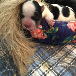 Yorkshire Terrier Puppies from Jackie Jenny’s Precious Yorkies