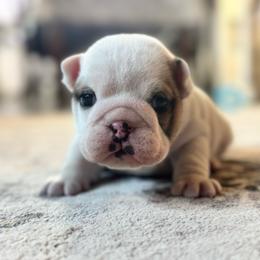 Bulldog puppies from Magic City Kennel