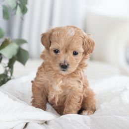 Maltipoo, Shichon, and Shihpoo Puppies from Timbercreek Puppies