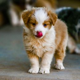 Miniature Australian Shepherd Puppies from Rockin D Mini Aussies