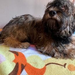 Polo - Brown male Russian Tsvetnaya Bolonka puppy in Helton, Kentucky from Castlebar