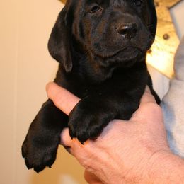 Labrador Retriever Puppies from Milliken Creek Labs