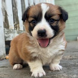 Apollo - Red and white male American Corgi puppy in East Oakdale, California from Rhettro Kennels
