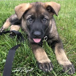 German Shepherd Puppies from Platzhirsch German Shepards