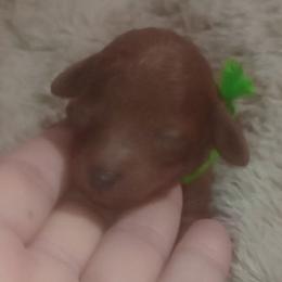 Only mini red male in the litter  Green Collared Boy - Red  male Poodle puppy in Licking, Missouri from Majestic Embrace Poodles