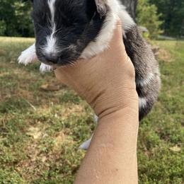 Speckles - Black and white female Shetland Sheepdog puppy in Commiskey, Indiana from Windy Haven Farm