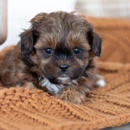 Maltipoo, Shichon, and Shihpoo Puppies from Timbercreek Puppies