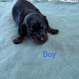 Cooper - Black and tan male Dachshund puppy in Waycross, Georgia from Michelle’s Dachshund Darlings