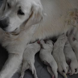 Golden Retriever Puppies from Olympus Golden Retrievers