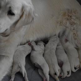 Golden Retriever Puppies from Olympus Golden Retrievers