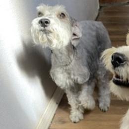 Miniature Schnauzers from Larios,s