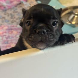 Bear aka Stavros - Black and white male French Bulldog puppy in Louisville, Kentucky from Diamonds Frenchies