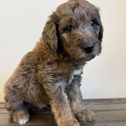 Everglades - Tri-color male Labradoodle puppy in Lubbock, Texas from Lucky Labradoodles