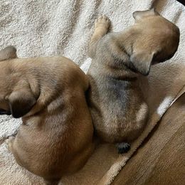 French Bulldog Puppies from Dayna Gwaltney