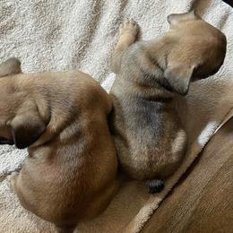 French Bulldog Puppies from Dayna Gwaltney