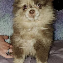Pomeranians from Hunnibunnies