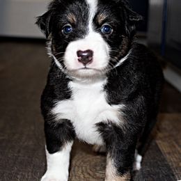 Miniature Australian Shepherd Puppies from Sand Dollar Aussies