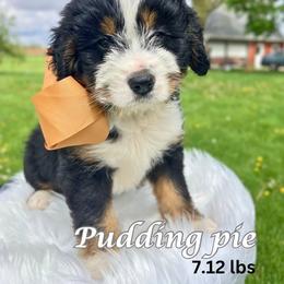 Bernedoodle Puppies from Abby Hamilton