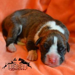 Benny - Brindle male Boxer puppy in Earlsboro, Oklahoma from Lieben Boxers