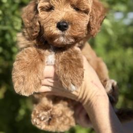 Daisy - Red  female Goldendoodle puppy in Tucson, Arizona from Adored Poodle & Doodles