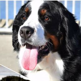 Tatiana - Bernese Mountain Dog