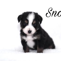 Australian Shepherd, Miniature American Shepherd, Miniature Australian Shepherd, and Toy Australian Shepherd Puppies from Painted Blue Aussies
