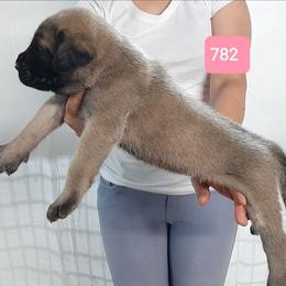 AKC PUP 882 - Fawn female Mastiff puppy in Ava, Missouri from Ozark Mountain Mastiffs