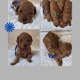 Captian America - Red  male Goldendoodle puppy in Newdale, Idaho from Canyon Creek Puppies