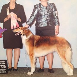 Borzoi and Cavalier King Charles Spaniel All Grown Up from Aria Borzoi