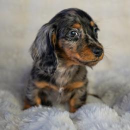 Raven - Dapple female Dachshund puppy in Temecula, California from Naomi Magee's Dachshund Kennel