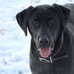 Labrador Retrievers from CT Ranch
