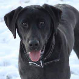 Labrador Retrievers from CT Ranch