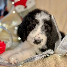OREO - black and white girl - Black and white female Bernedoodle puppy in Lookout, California from Remington Kennels, LLC