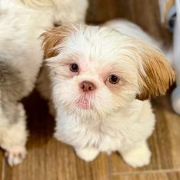 Randy - Gold and white male Shih Tzu puppy in Victorville, California from RUMBLE n TUMBLE